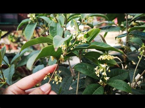 桂花可以種室內嗎|桂花種植指南：種出芬芳美麗的桂花 